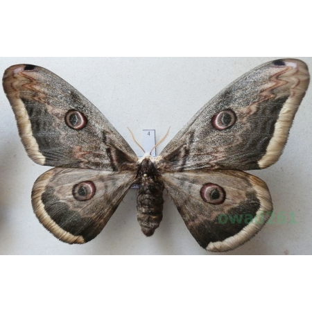 Saturnia pyri (Denis & Schiffermüller, 1775) female Pawica gruszówka ex. ovo Czech 109mm4